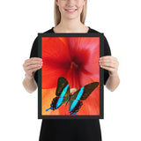 Tableau Animaux de Papillons Bleus Saphirs