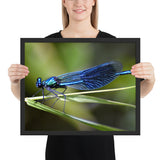 Tableau Libellule Bleue Azur
