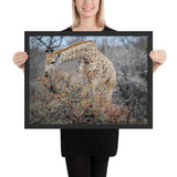 Tableau  Girafe Bébé Mangeant