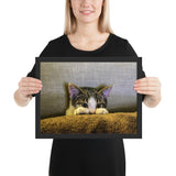 Tableau Animaux Chaton Cache-Cache