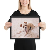 Tableau Animaux Chihuahua Poils Beiges