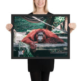 Tableau Orang Outan Allongé