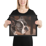 Tableau Bulldog au Grandes Oreilles