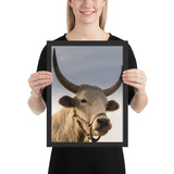 Tableau Animaux avec un Taureau Blanc
