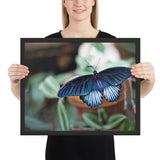 Tableau Ailes de Papillons (Extraordinaire)