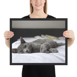 Tableau Animaux Chat sur un fauteuil