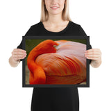 Tableau Animaux avec Flamant Rose Plumage Vif