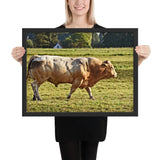 Tableau Taureau Musclé