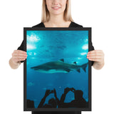 Tableau Requin Enfermé Aquarium