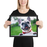 Tableau Bulldog Blanc