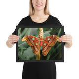 Tableau Deco Papillon Grecque