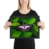 Tableau Animaux  de Papillons Taches Blanches