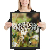 Tableau  Moderne Papillon Blanc Zebrer