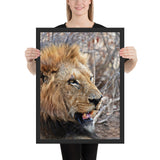 Tableau Tête de Lion Nature