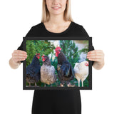 Tableaux Animaux de Poules et Coqs (Famille)