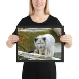 Tableau Bébé Loup Curieux