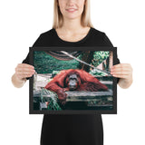 Tableau Orang Outan Animal Fatigué