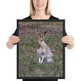 Tableau Lapin de Garenne Gris