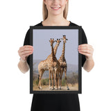 Tableau de Girafe en Sortie