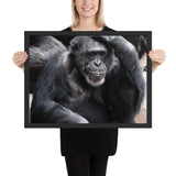 Tableau Photo Chimpanzé