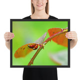 Tableau Coccinelle sur le Rosier