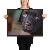 Tableau Labradors Chiot