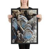Tableau avec des Papillons Bleus Azur