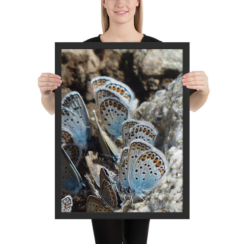 Tableau avec des Papillons Bleus Azur