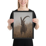 Tableau Animaux Chèvre à cornes