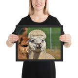 Tableau Animaux Lama (Souriez)