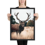 Tableau  Cerf Sauvage Focus