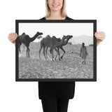 Tableau Chameau Désert Noir et Blanc en Balade