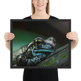 Tableau de Grenouille Bleue et Noire