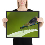 Tableau Libellule Bleue