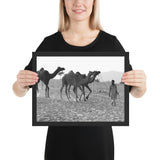 Tableau Animaux Chameau Désert Noir et Blanc
