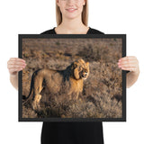 Tableau le Roi Lion en chasse