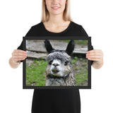 Tableau Animaux Lama Poils Gris