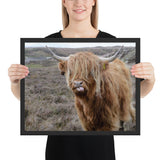 Tableau  Vache Ecossaise tire la langue