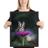 Tableau de Papillons qui Butine Fleur Violette