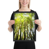 Tableau bambou grandiose ensoleillé