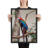 Tableau Perroquet Coloré Bleu
