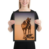 Tableau Animaux Chameau Désert De Sable Fin