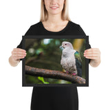 Tableau Animaux Oiseaux sur une Branche de Chêne
