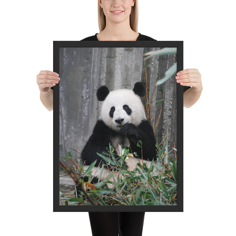 Tableau de Panda Mangeant