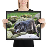 Tableau Loup Noir en Chasse