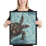 Tableau  Tortue de Mer qui relaxe