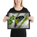 Tableau Animaux Moderne Papillon