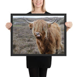 Tableau Vache Ecossaise Affamée