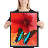 Tableau de Papillons Bleus