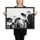 Tableau Vache Bellanger Noir et Blanc Le Regard
